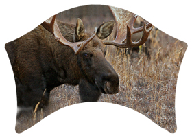 DABAN-314 Gone Hunting (Moose)